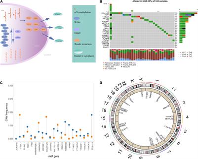 Integrating m6A Regulators-Mediated Methylation Modification Models and Tumor Immune Microenvironment Characterization in Caucasian and Chinese Low-Grade Gliomas